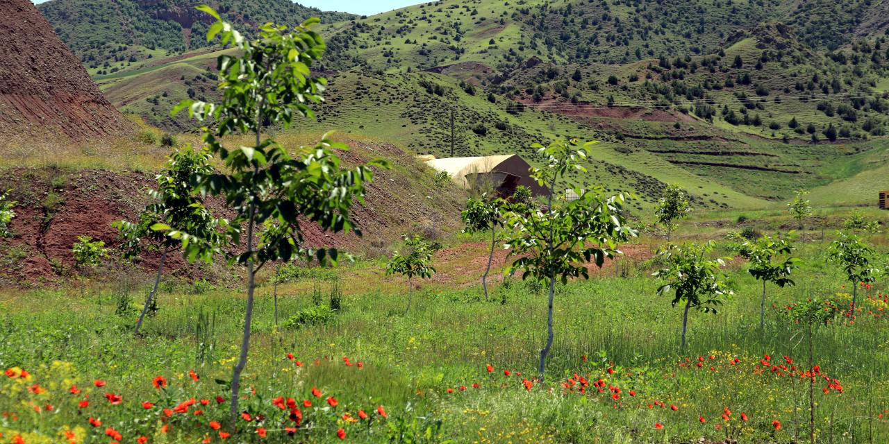 'Buralarda ot bitmez uğraşmayın' diyenleri dinlemedi çorak araziyi ceviz bahçesine çevirdi