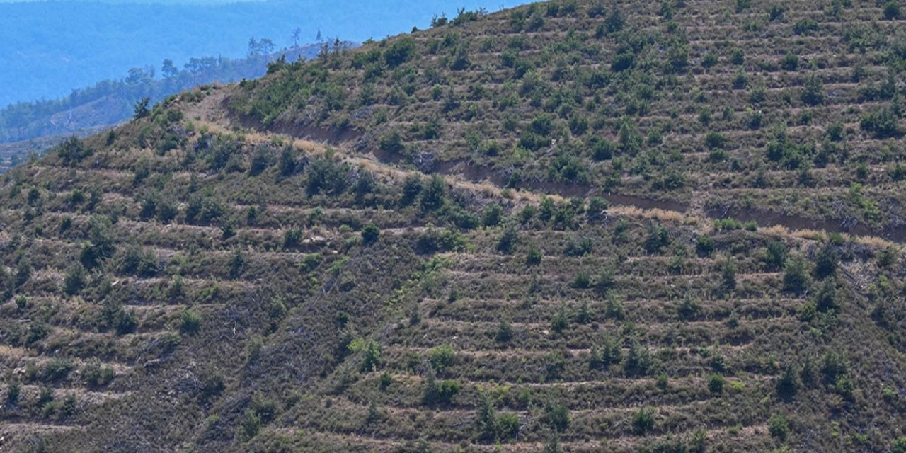 İzmir'de 4 yıl önce yanan ormana dikilen 6 milyon 650 bin fidan büyüyor