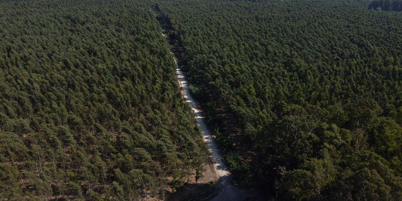 Bataklığı kurutmak için dikilen ağaçlar endüstriyel ormana dönüştü