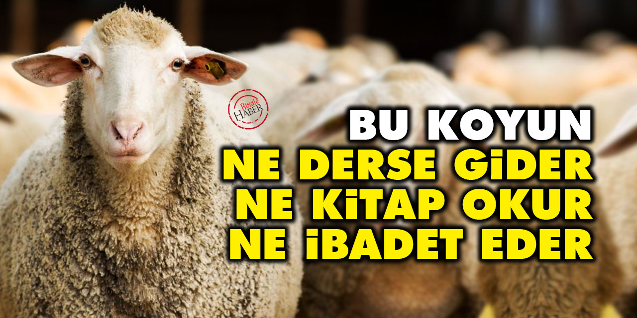 Bu koyun ne derse gider, ne kitap okur, ne ibadet eder