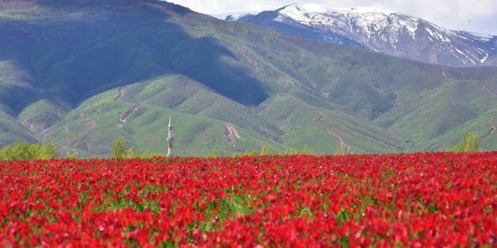 Muş Ovası'nın kırmızı laleleri tefekküre çağırıyor