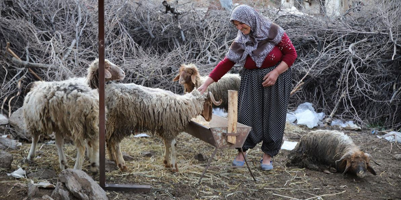 Kuzular 25 gün sonra enkazdan sağ çıktı: Kurban olduğum Allah gıdalarını vermiş