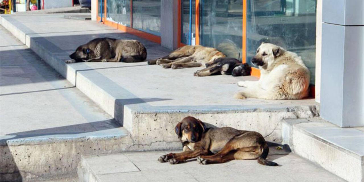 Sokak köpeklerinin olmadığı bir bölgede ev arıyorum