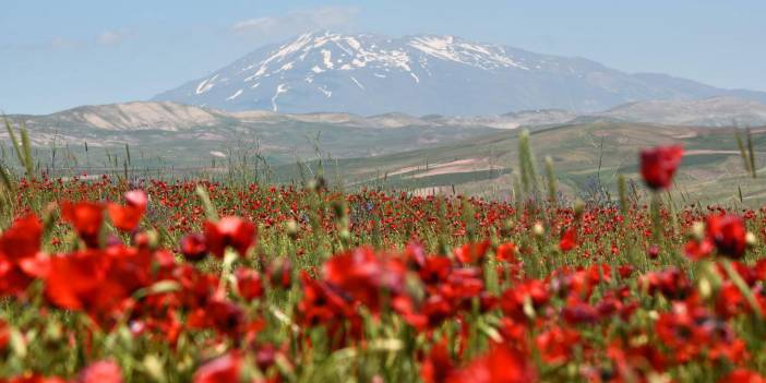 Gelincik çiçekleri ve Süphan Dağı ile oluşan manzara