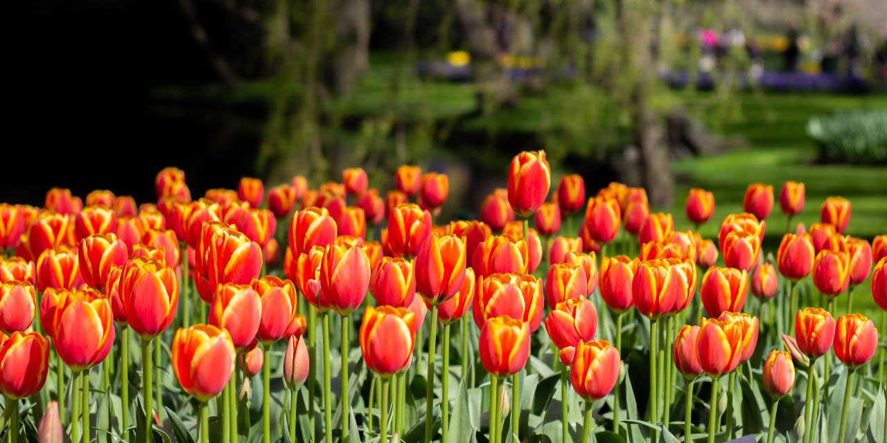 Dünyanın en büyük lale bahçelerinden Keukenhof, ziyarete açıldı