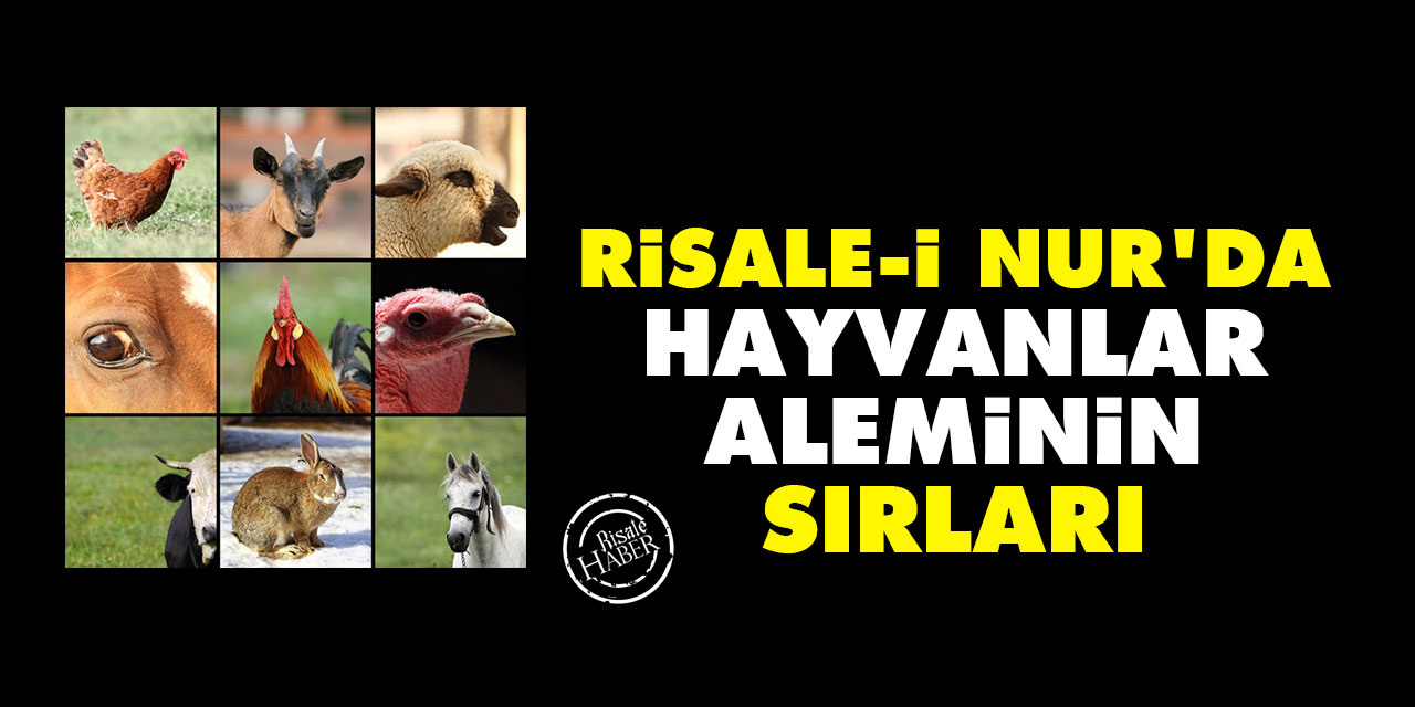 Risale-i Nur'da hayvanlar aleminin sırları