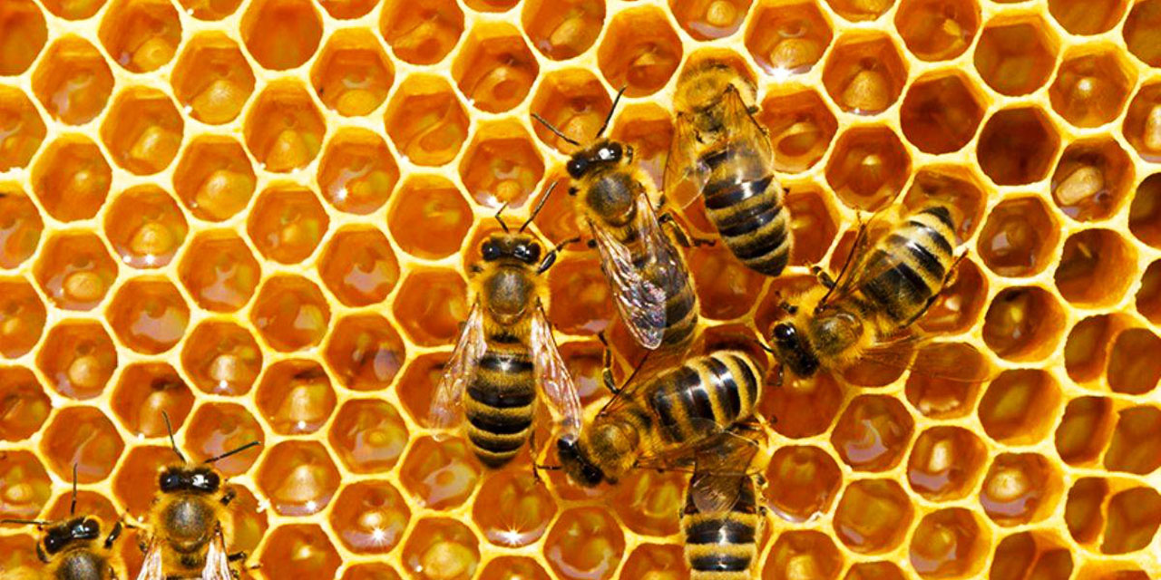 Bediüzzaman: Bir insan şehri, intizamca semere-i vahiy bir arı kovanındaki cemaate yetişmez