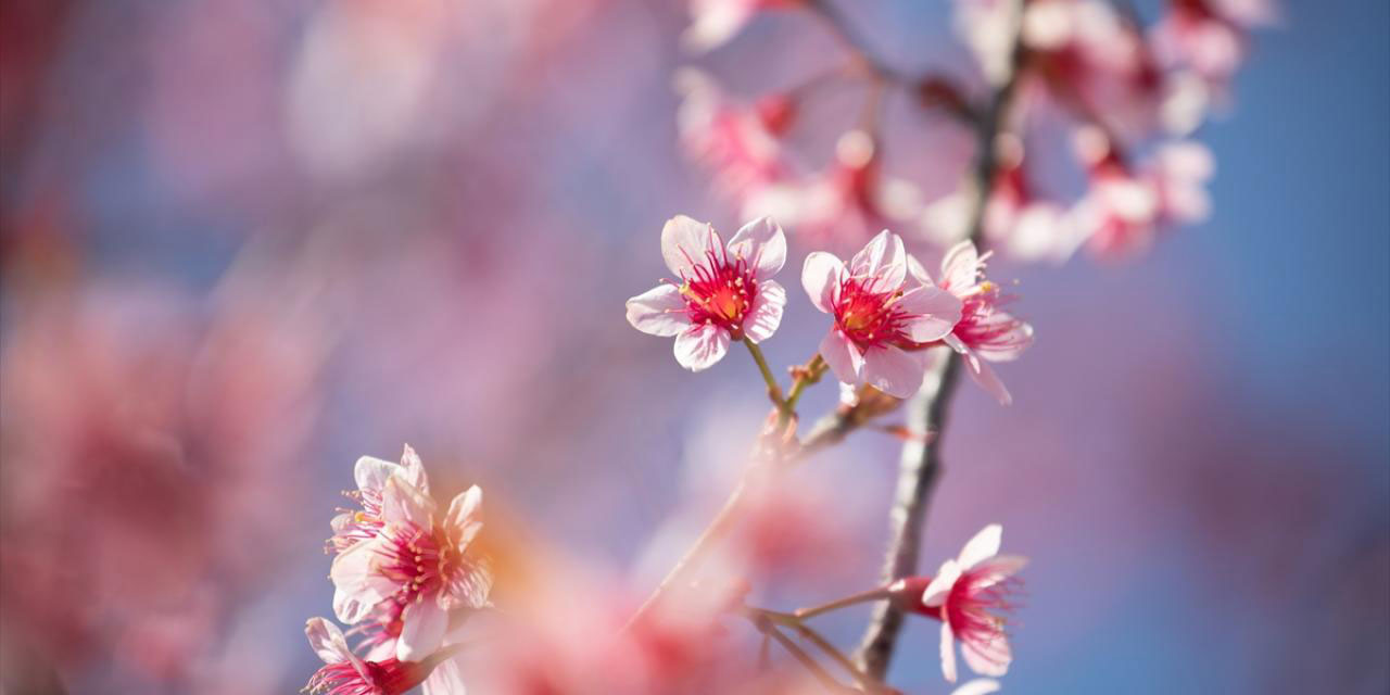Yaratılış harikası sakura çiçekleri Tayland'da açtı