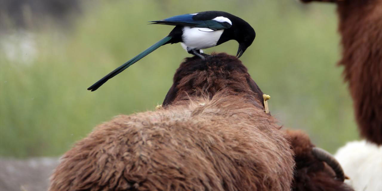 Kainatta yardımlaşma vardır: Koyunları temizleyen kuşlar