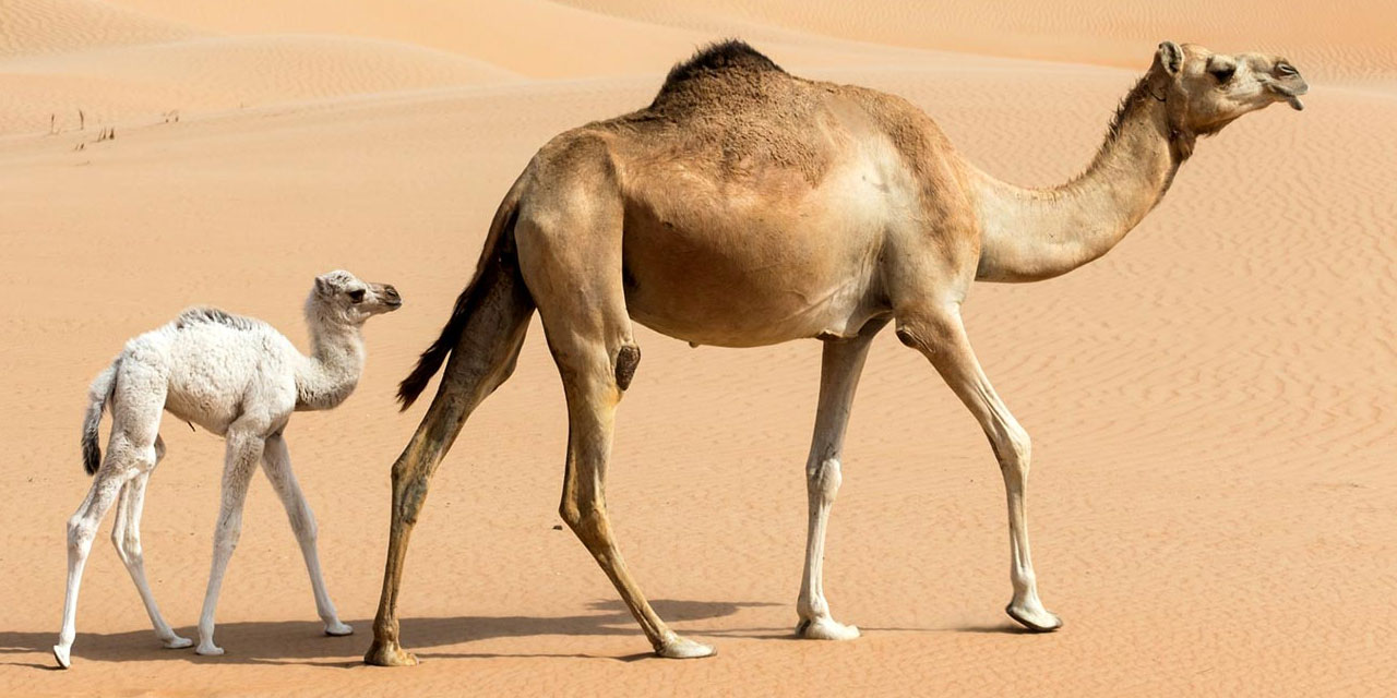 Kur'an deveye bakmamızı neden emrediyor?