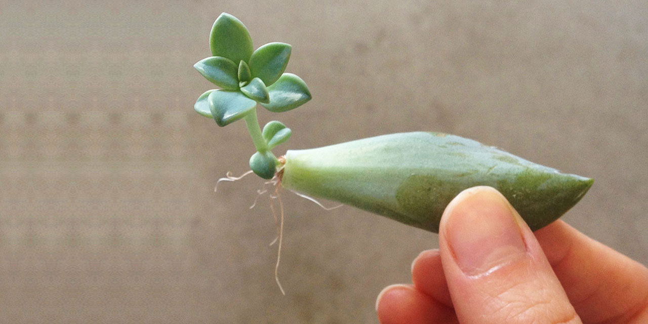 Çiçekten düşen yaprağın, tekrar çiçek açması üzerine yazılan yazı