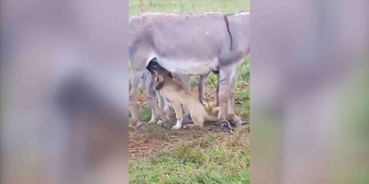 Kainat bir yardımlaşmadır: Anneleri ölen köpek yavrularını eşek emziriyor