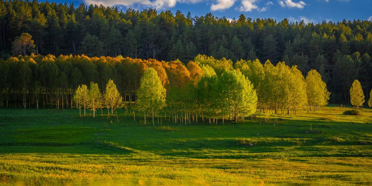 Ardahan'da temmuzda ilkbahar yaşanıyor