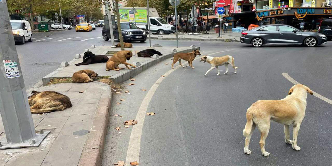 Afyonkarahisar Valiliği’nin takdir edilen kararı: Sokak hayvanlarını beslemek yasak!