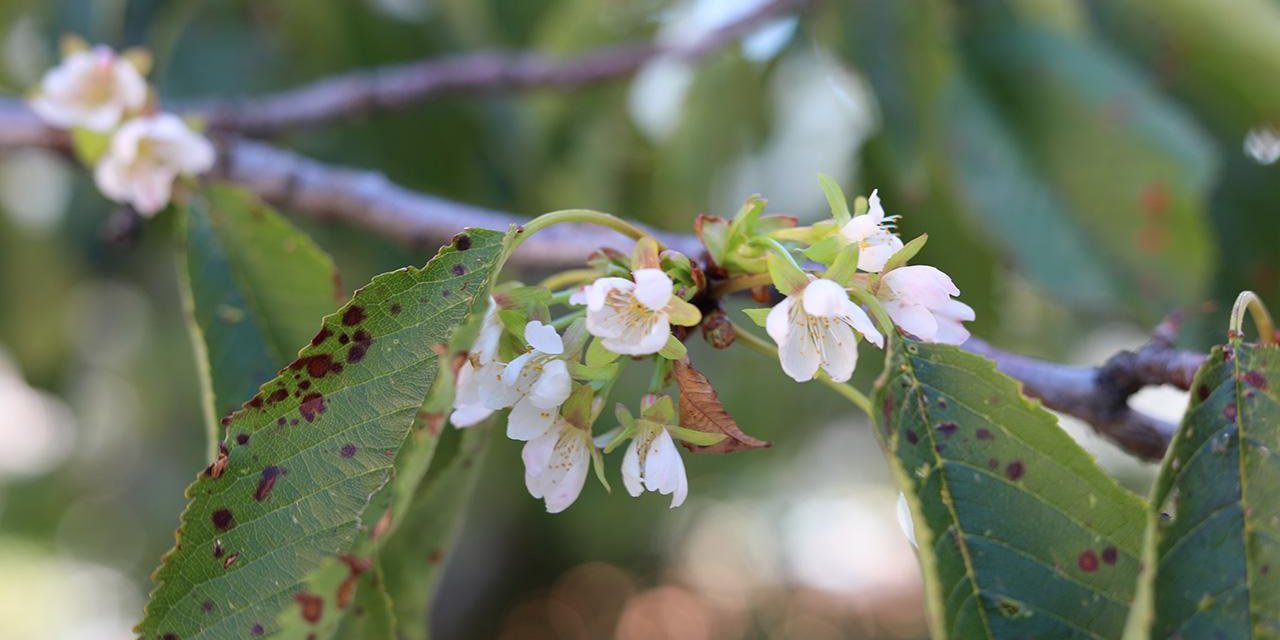 Ol der oluverir: Kiraz ağacı Ekim ayında çiçeklendi