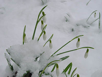 schneegloeckchen2.jpg