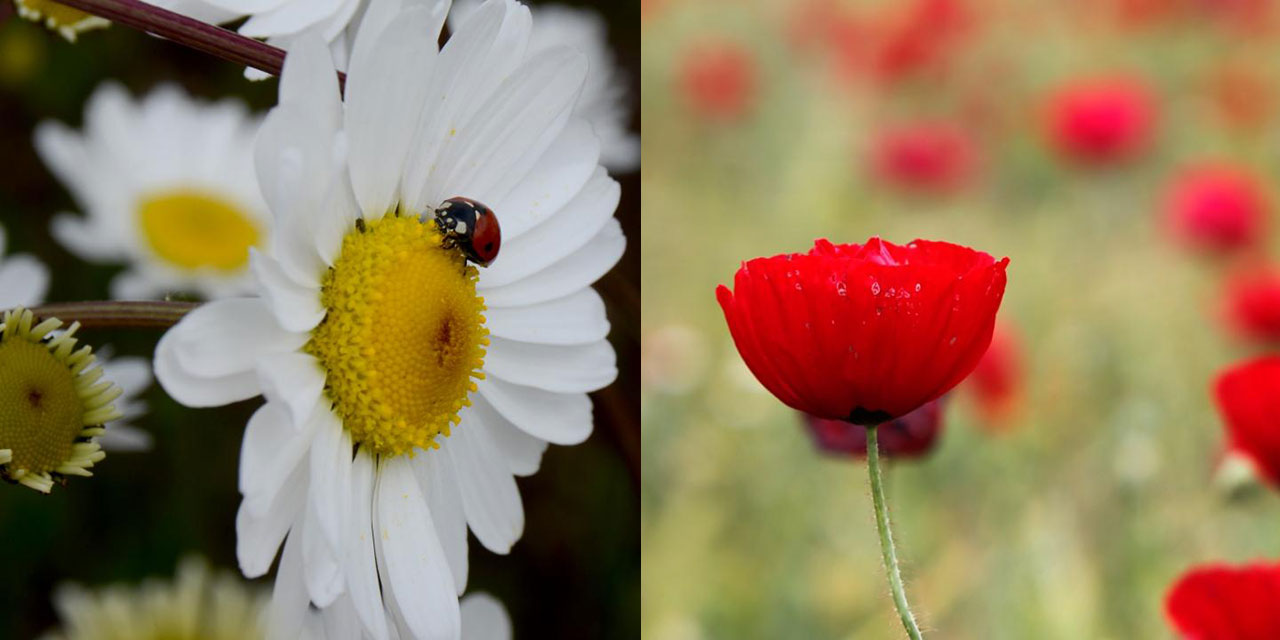 Sarıkamış, çetin kışın ardından papatya ve gelinciklerle süslendi