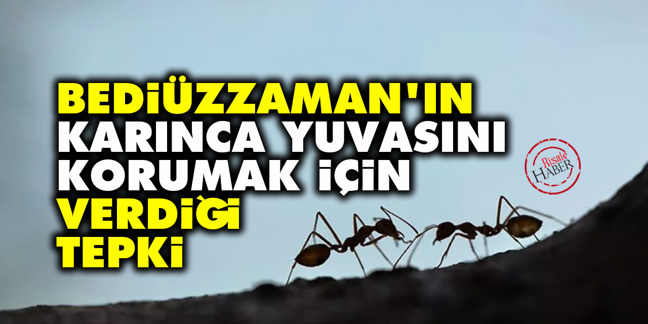 Bediüzzaman'ın karınca yuvasını korumak için verdiği tepki