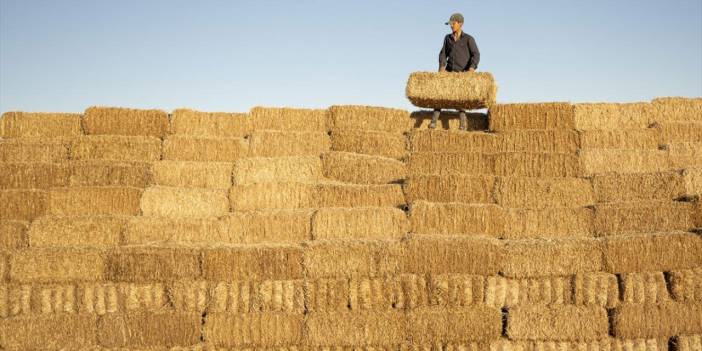 Çiftçiler, kavurucu sıcaklarda bereketli hasat yapıyor
