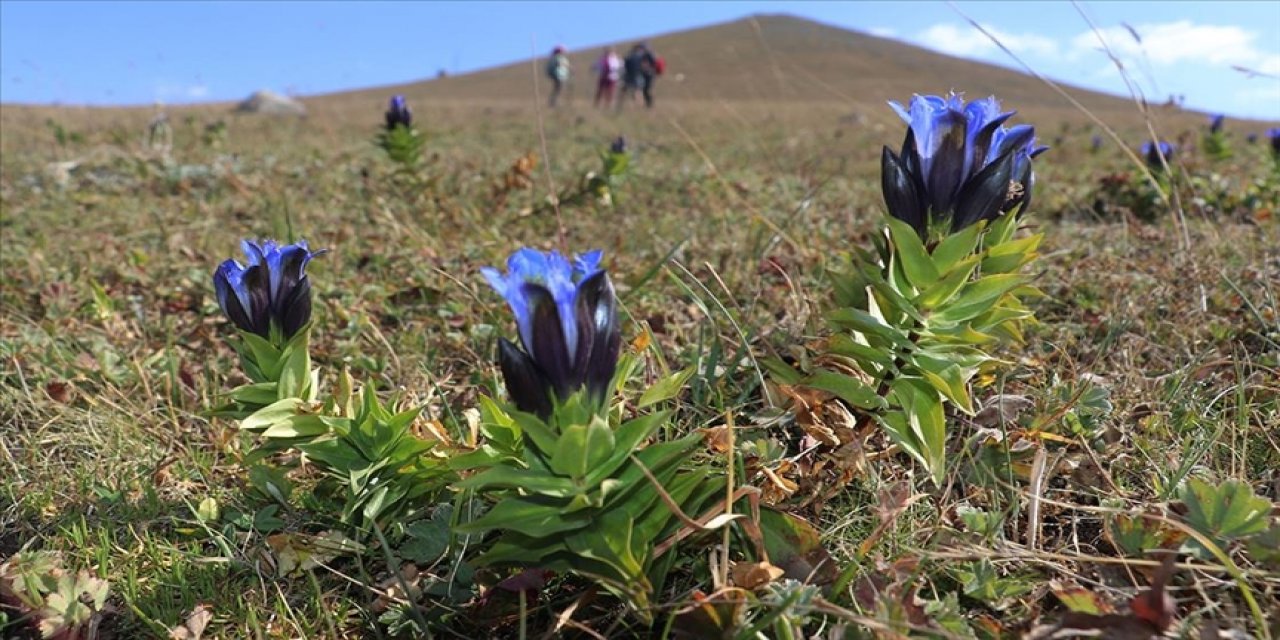 Sonbaharda Ilgar Dağı'nda mor çiçekler açtı