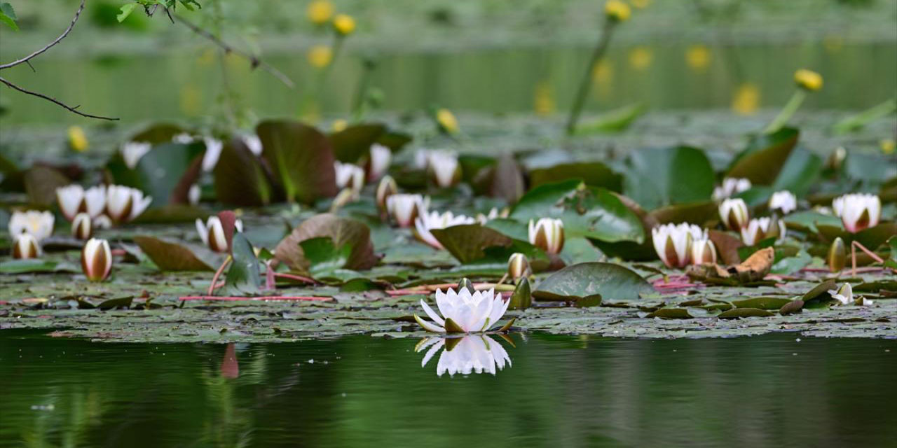 Hizan'da nilüferler açtı