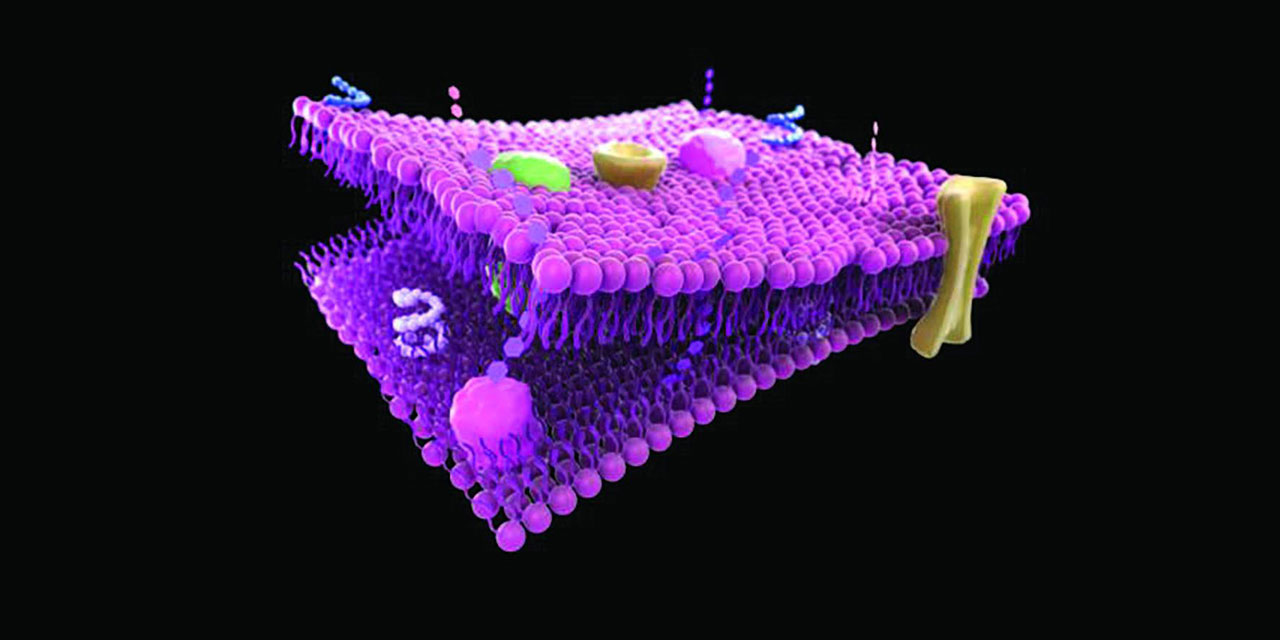 Bilim dünyasını şaşırtan bedenimizdeki 'mucize' hücre duvarı