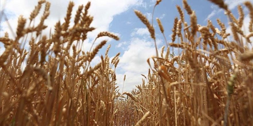 Çiftçilere dağıtılan 50 ton ata buğdayı kavılca tohumu toprakla buluşturuldu