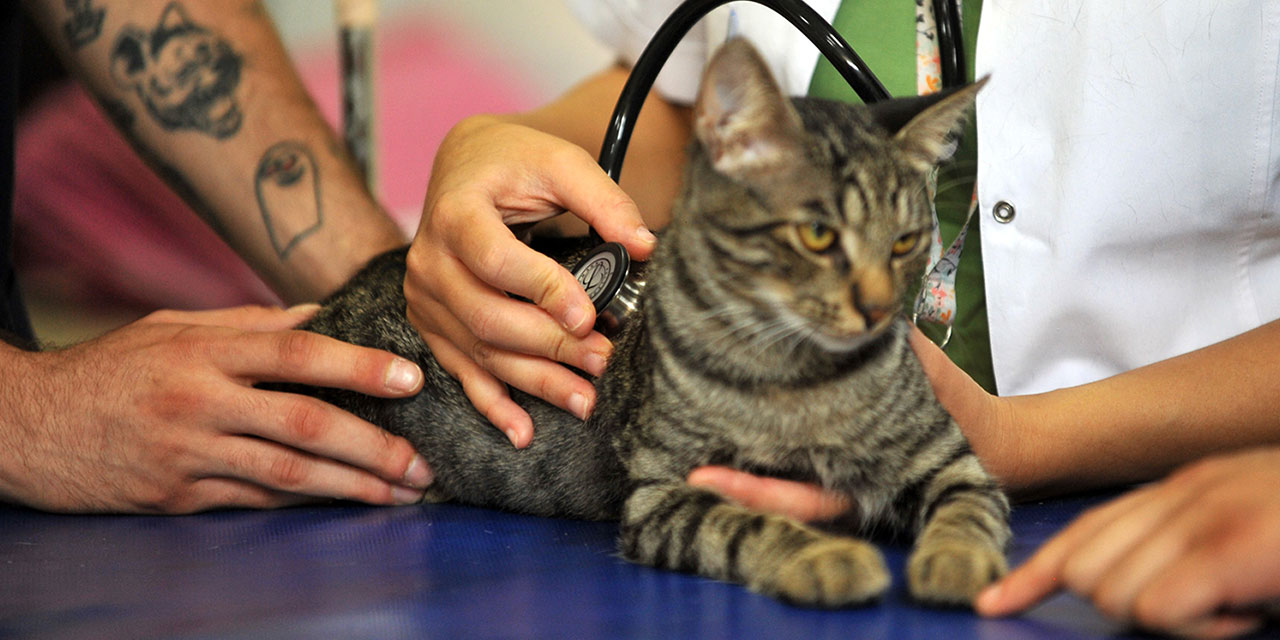 Kedi, içgüdü ile değil 'ilham-ı fıtri' ile hastaneye gitti ameliyat oldu
