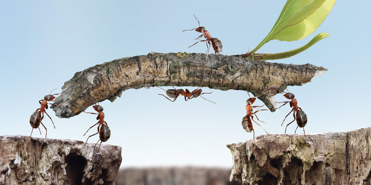 Araştırma: Yaratılış harikası karıncalar kendi ağırlıklarının 5 bin katını taşıyabiliyor