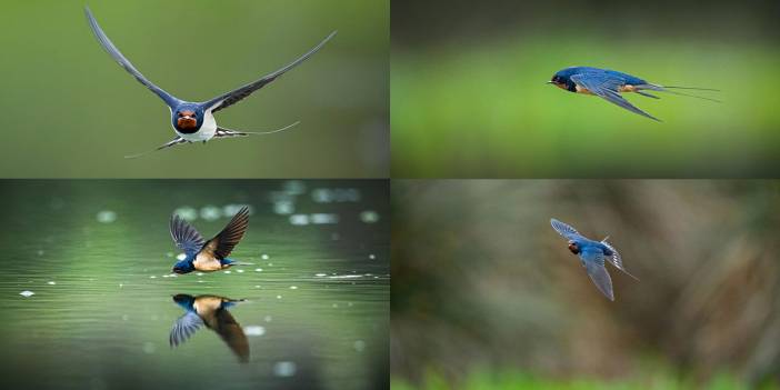 Onlar da vazifeli: Haşere avcısı kırlangıçlar