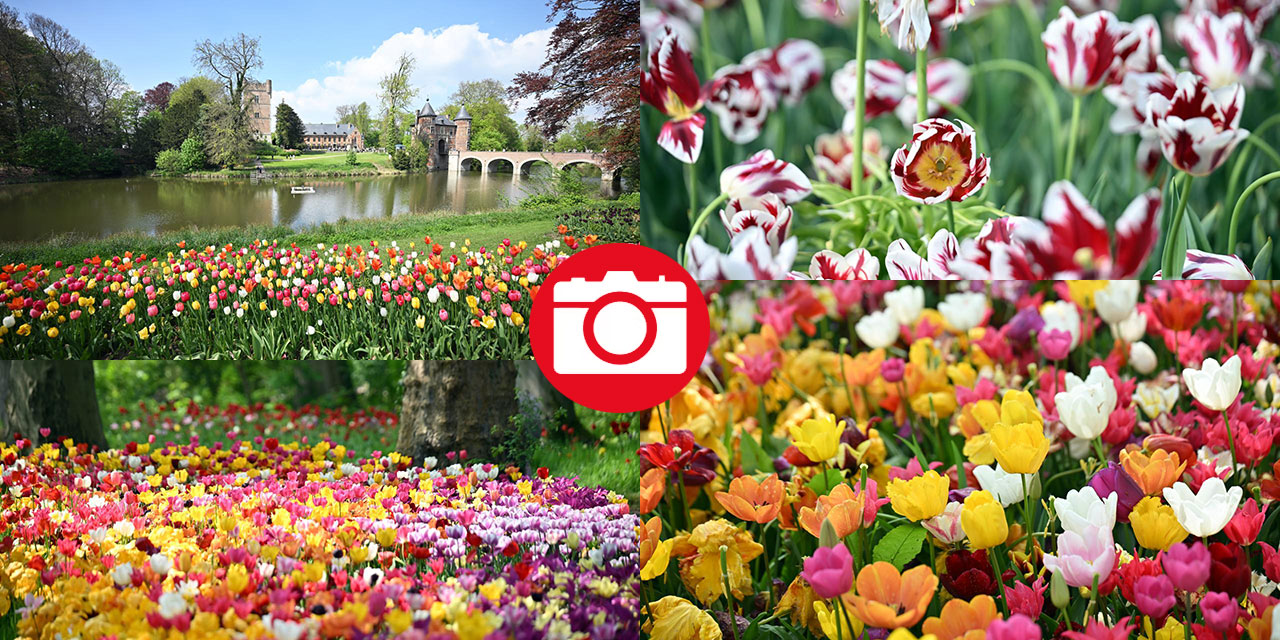 Brüksel'de uluslararası çiçek sergisi açıldı