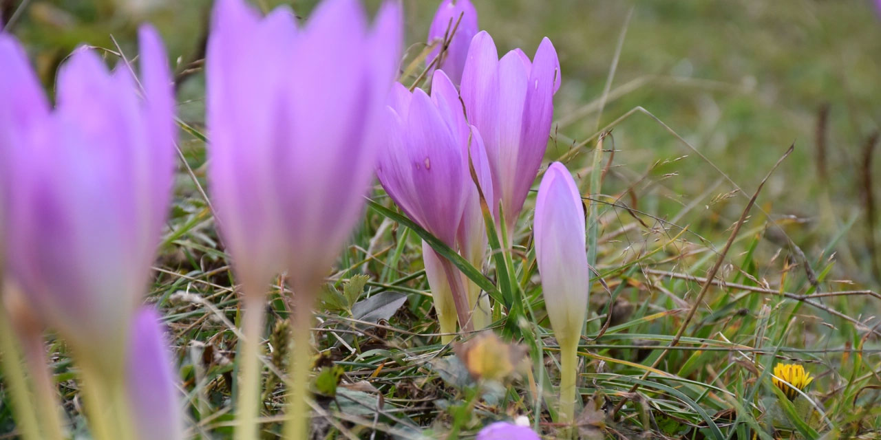 Çankırı'yı güz çiğdemi vargit çiçekleri süslemeye başladı