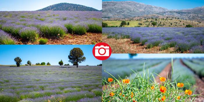 Lavanta mevsimi sona eriyor