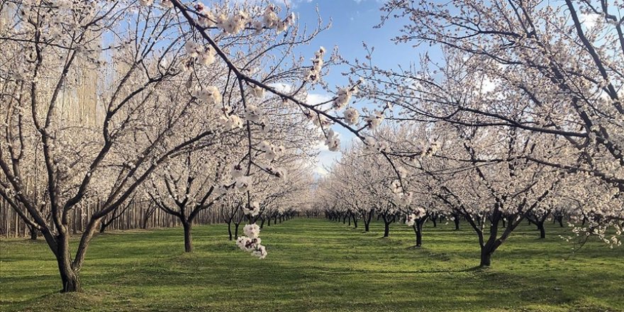 Malatya'da kayısı ağaçları çiçeklendi
