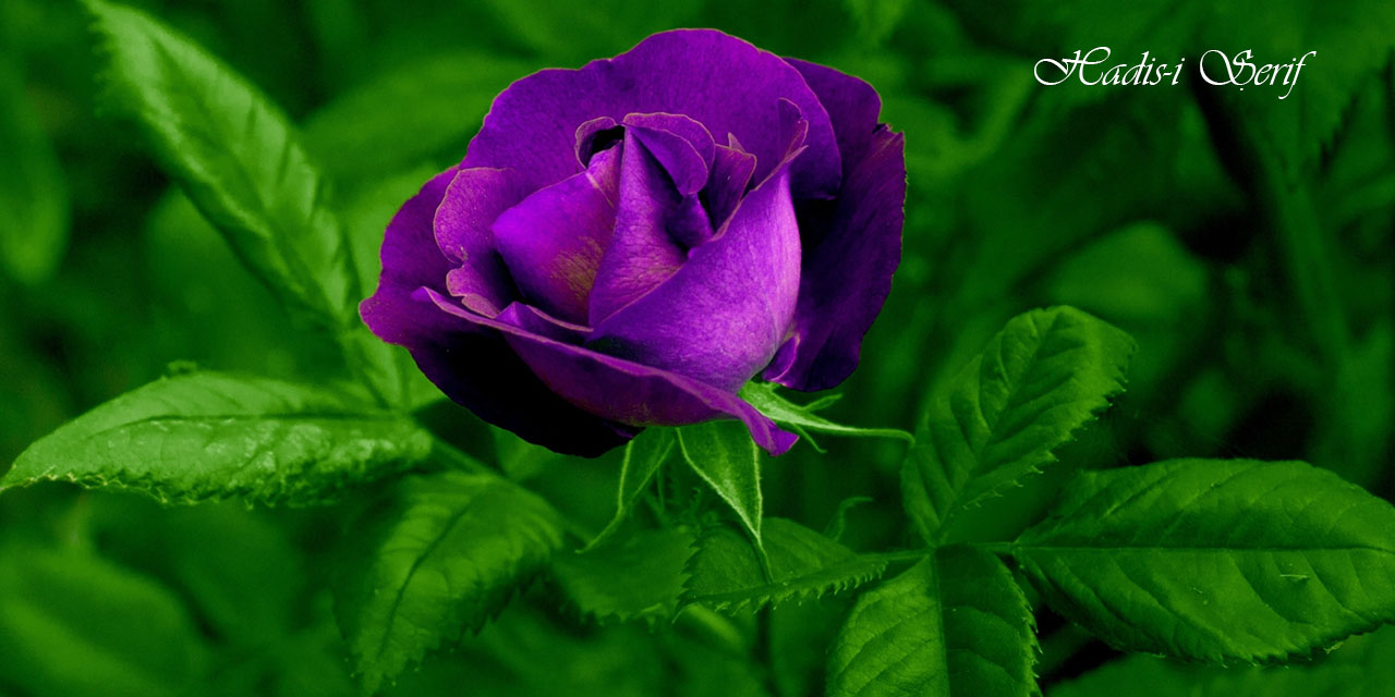 Allah kulları hakkında hayır dilerse yaşayışlarında onlara yumuşak huyluluk nasip eder