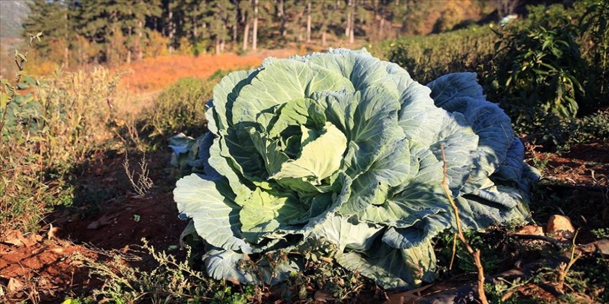 Subhanallah: Mersin'de 30 kilogramlık lahana yetişti