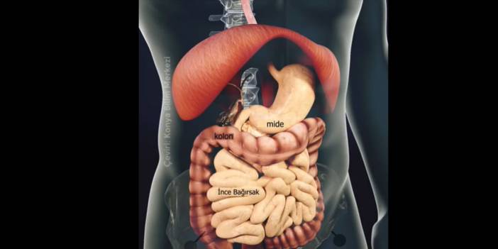 Vücudun yiyecekleri sindirme süresi