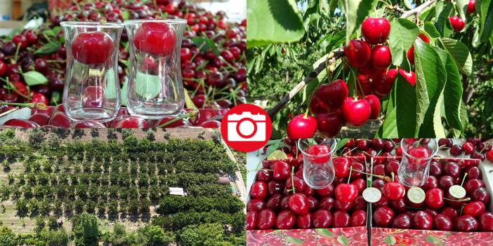 Çanakkale’de kiraz bereketi