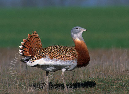 lbustard.jpg