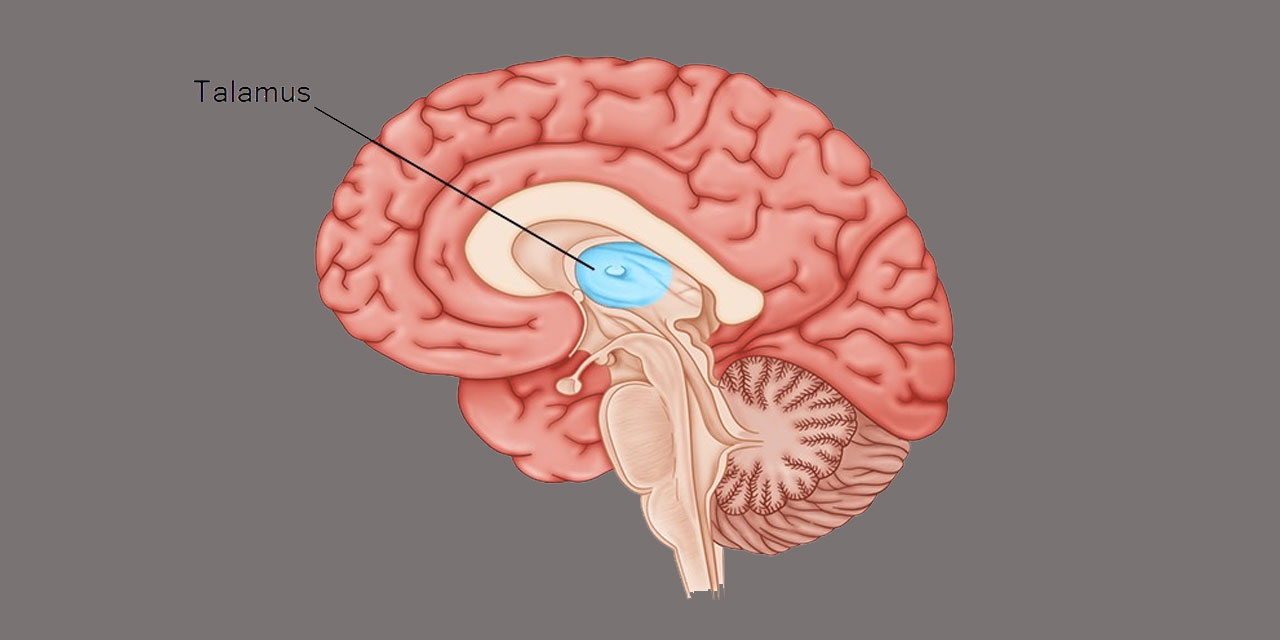 Beynimizde sıradışı görevleri olan organımız: Talamus