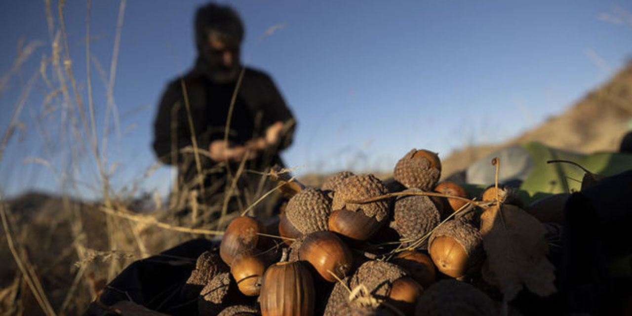 Tunceli'nin kıraç topraklarını meşe palamuduyla buluşturuyor