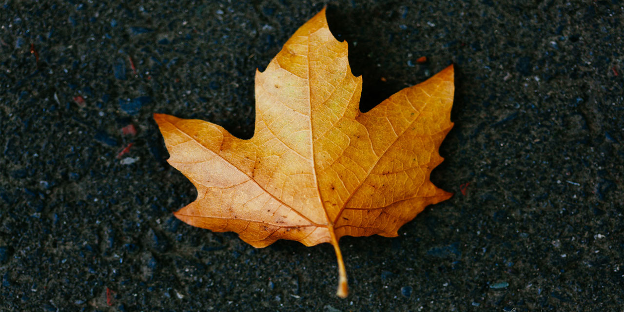 Bir yaprağın nasıl öldüğünü biliyor musunuz?