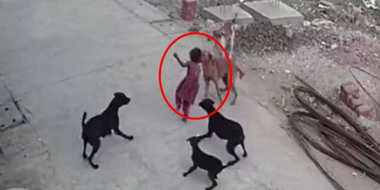 Köpek yasası çıkmazsa Türkiye Hindistan’a döner!