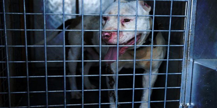 Aydın'da pitbull cinsi köpeğin saldırısına uğrayan kadın öğretmen yaralandı