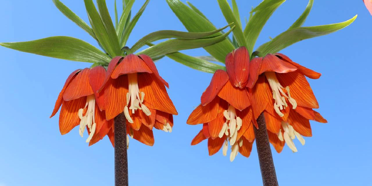 Ters laleler de baharı müjdeledi