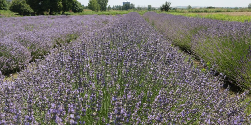 34,3 milyon metrekare Hazine arazisi tıbbi ve aromatik bitkilerin yetiştirilmesi için kiraya verildi