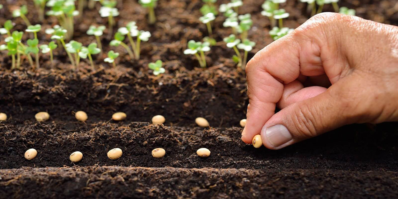 Bediüzzaman: Şimdi ekilen nur tohumları zemininizde çiçek açacaklar