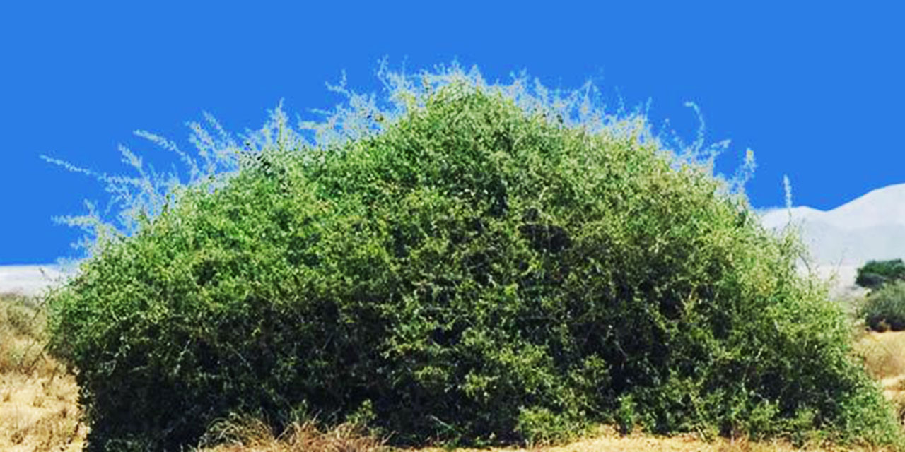 Hz. Danyal’in (as) yorumladığı rüyalar, Garkad Ağacı Hadisi ve Yahudiler