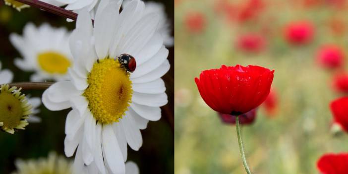 Sarıkamış, çetin kışın ardından papatya ve gelinciklerle süslendi