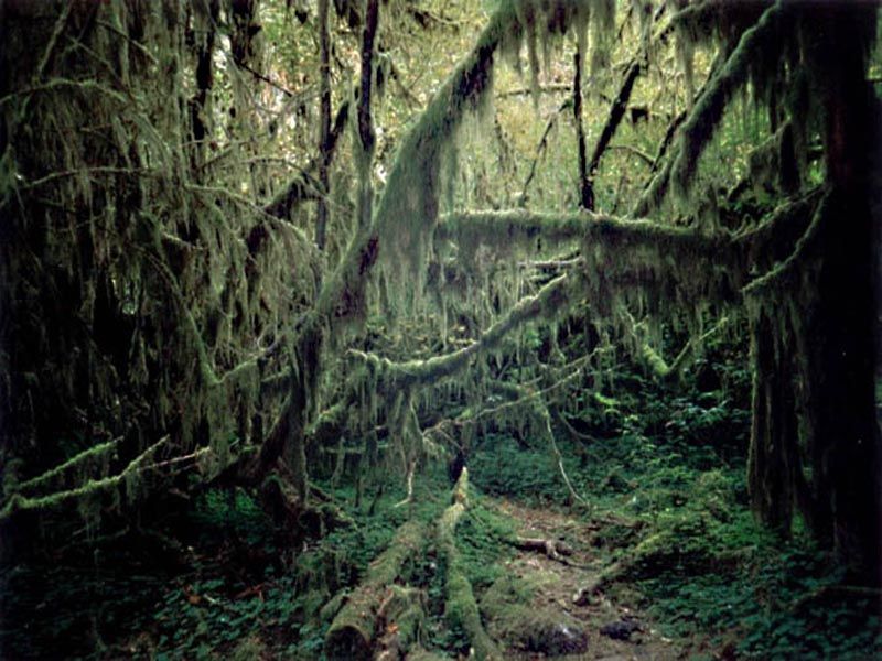 Rain_forest-023.jpg